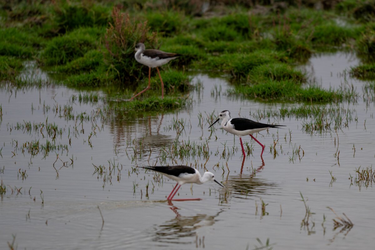 DPPhotography - Andalucia - Black-winged stilt - B.jpg - Black-winged stilt - Doñana National Park