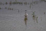 DPPhotography - Andalucia - Black-winged stilt - C