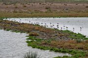 DPPhotography - Andalucia - Black-winged stilt - D