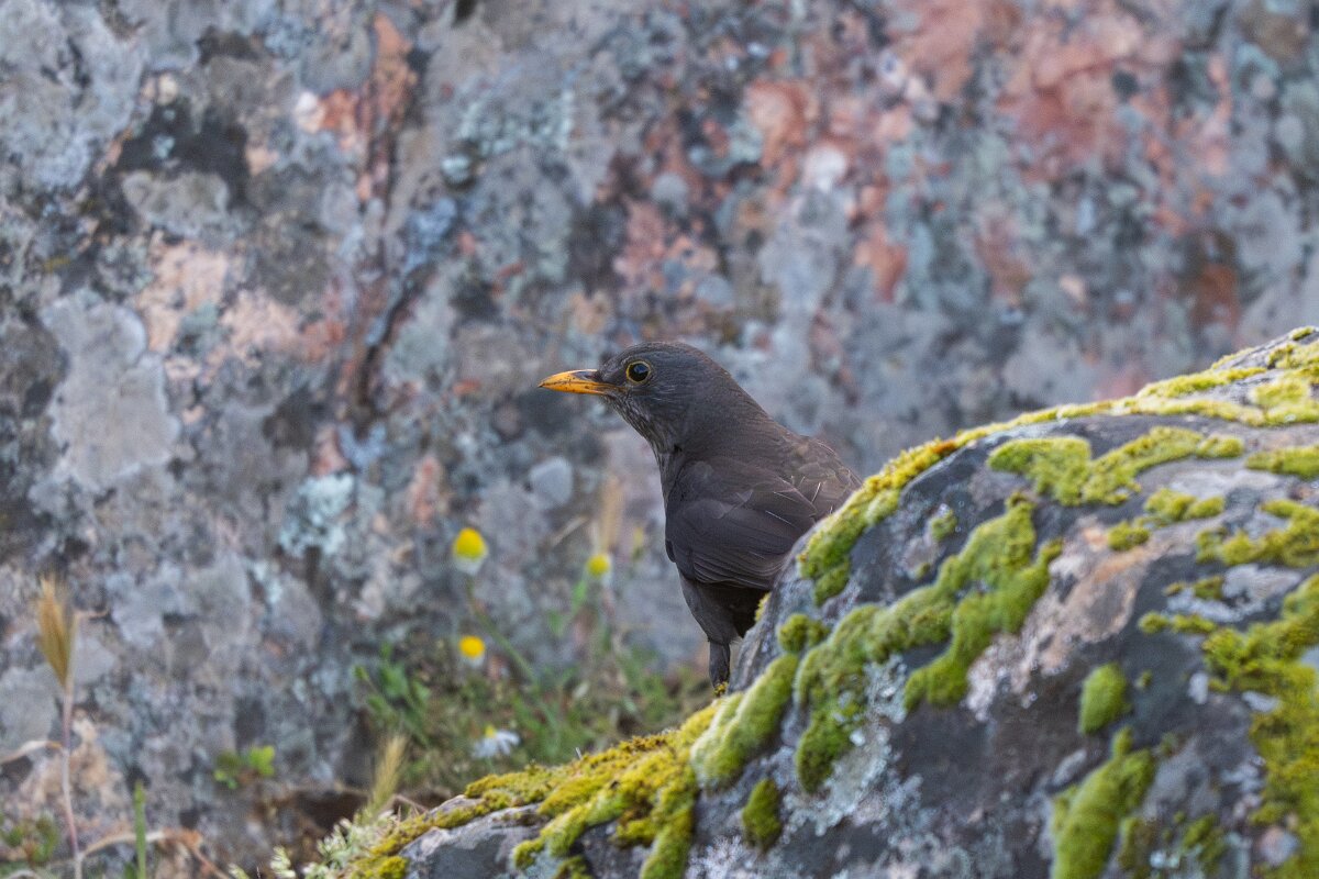 DPPhotography - Extremadura - Blackbird - A.jpg - Blackbird - Castillo de Monfragüe, Extremadura