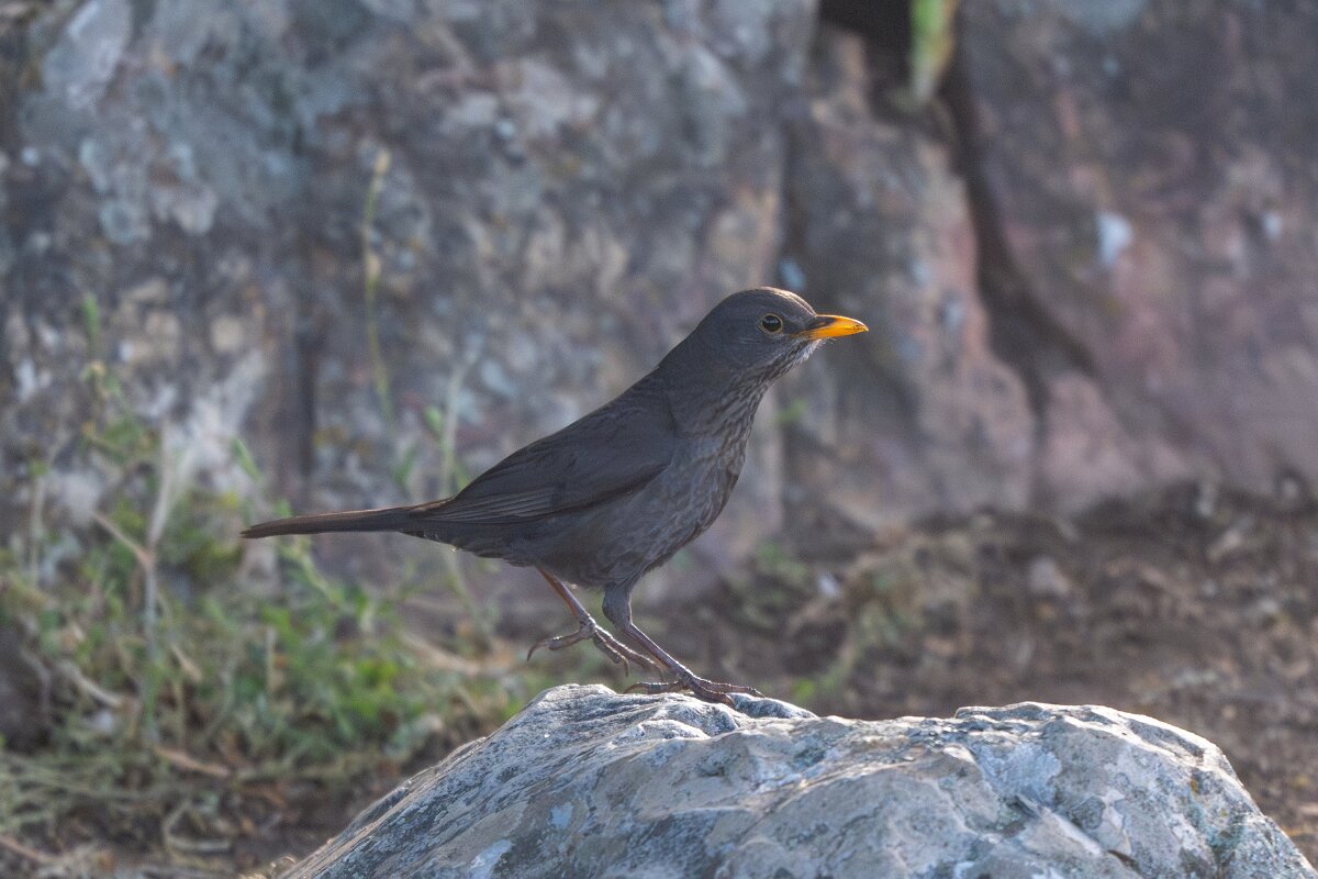 DPPhotography - Extremadura - Blackbird - B.jpg - Blackbird - Castillo de Monfragüe, Extremadura