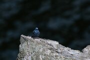 DPPhotography - Extremadura - Blue rock thrush - A