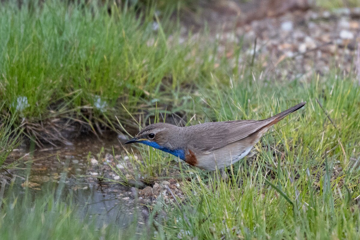 DPPhotography - Extremadura - Bluethroat - AB.jpg - Bluethroat - Plataforma de Gredos, Castilla y León