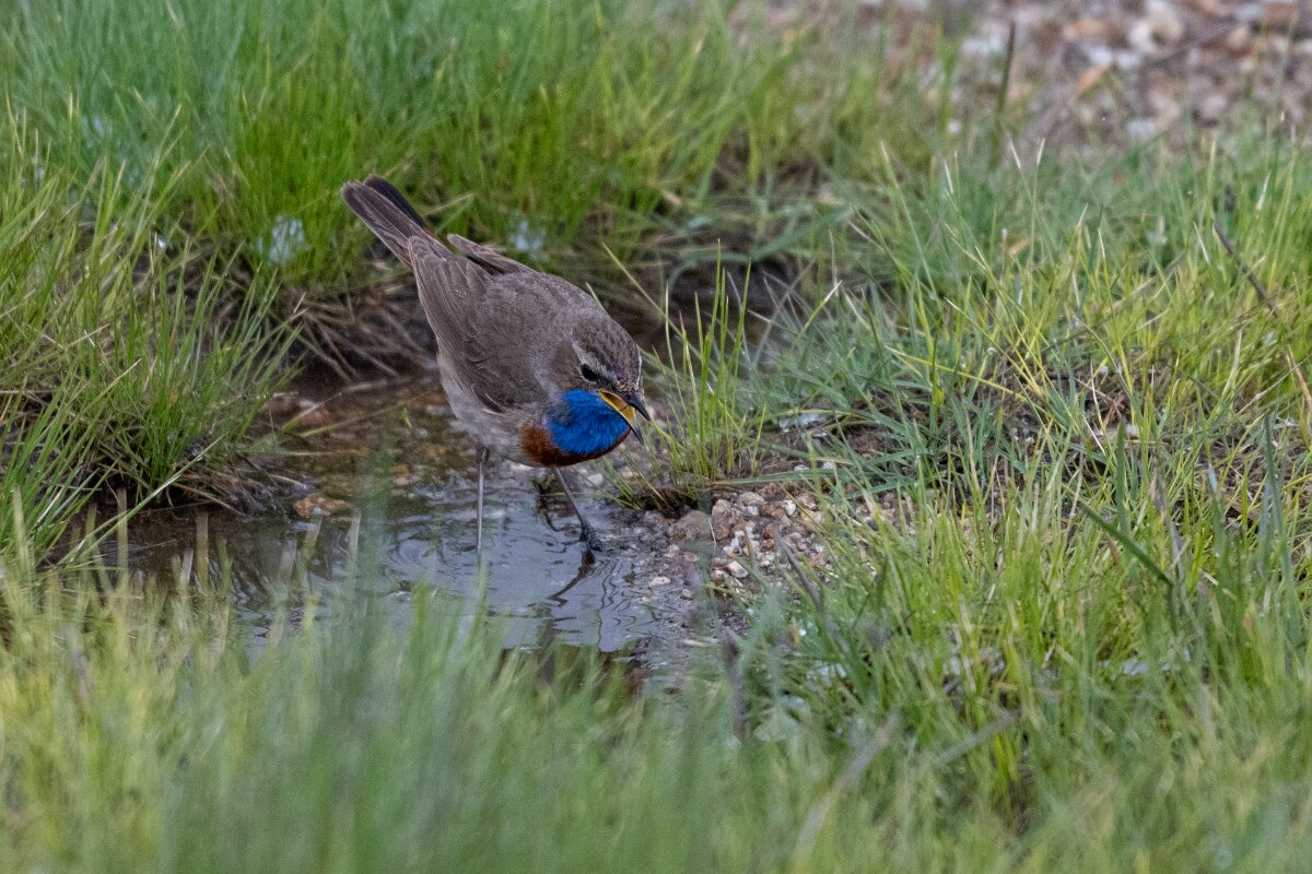 DPPhotography - Extremadura - Bluethroat - AD.jpg - Bluethroat - Plataforma de Gredos, Castilla y León
