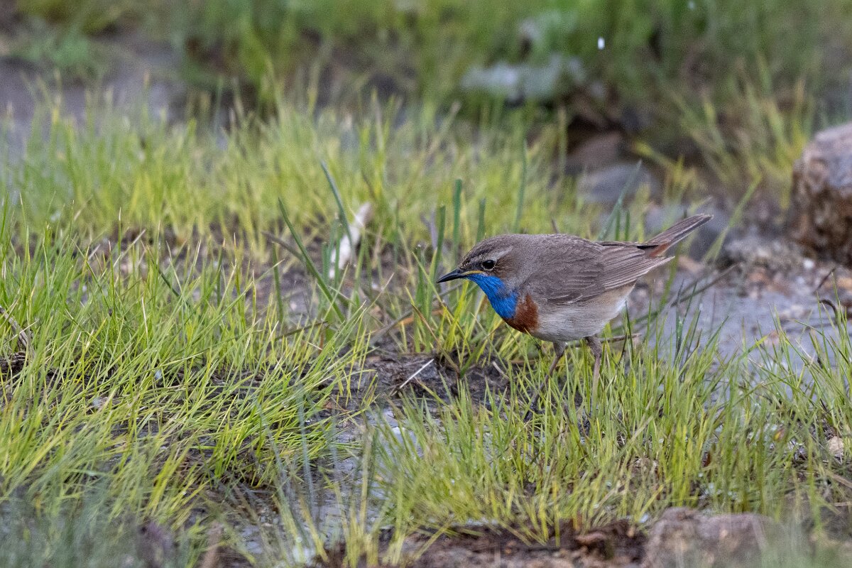 DPPhotography - Extremadura - Bluethroat - AG.jpg - Bluethroat - Plataforma de Gredos, Castilla y León