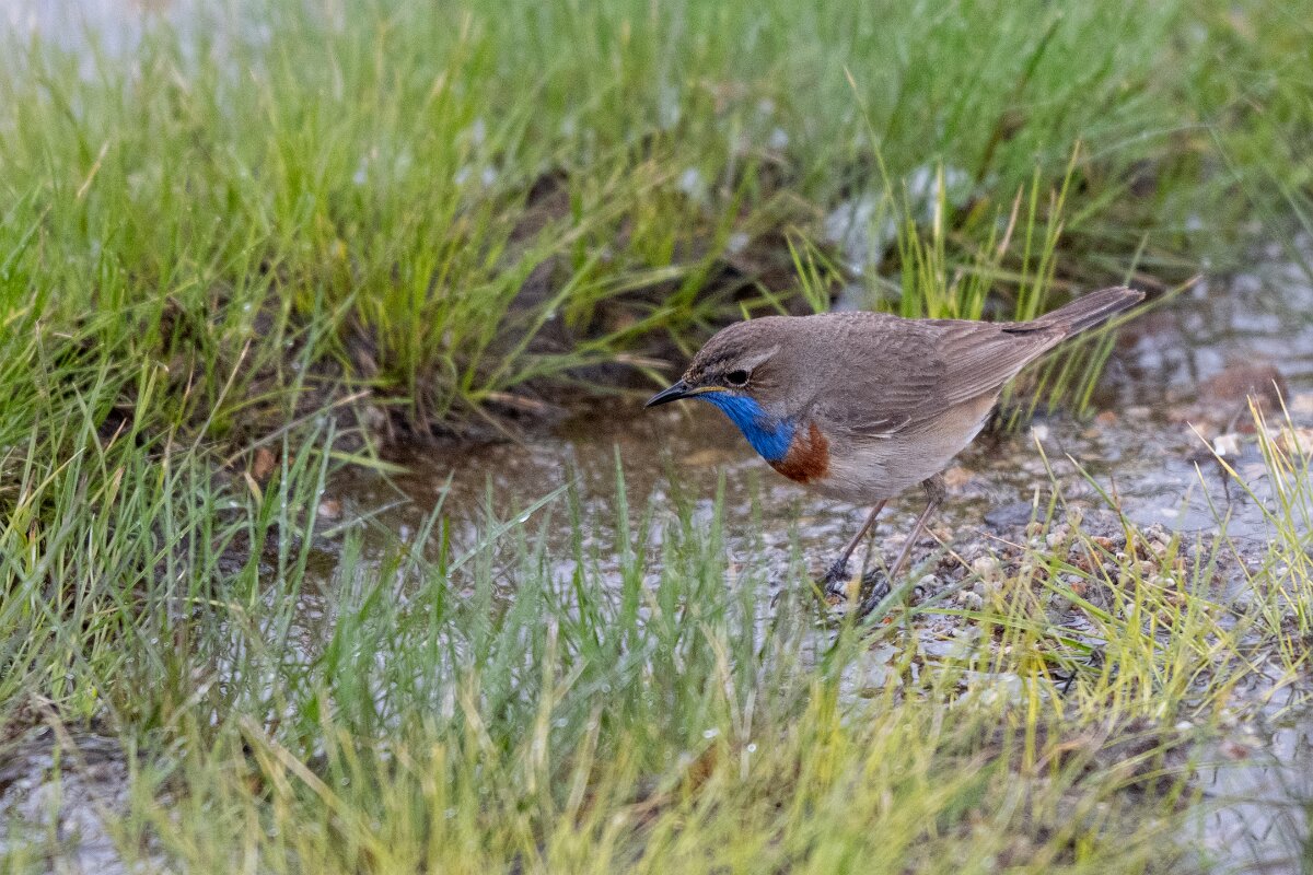 DPPhotography - Extremadura - Bluethroat - C.jpg - Bluethroat - Plataforma de Gredos, Castilla y León