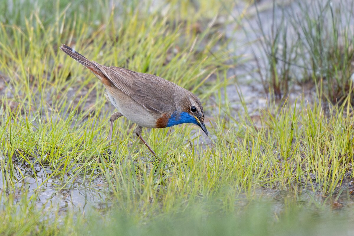 DPPhotography - Extremadura - Bluethroat - E.jpg - Bluethroat - Plataforma de Gredos, Castilla y León