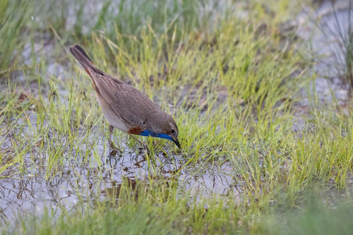 DPPhotography - Extremadura - Bluethroat - K.jpg - Bluethroat - Plataforma de Gredos, Castilla y León