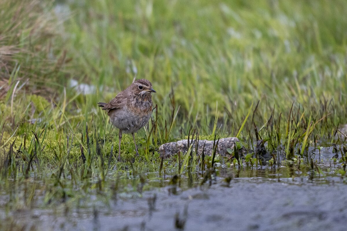 DPPhotography - Extremadura - Bluethroat - T.jpg - Bluethroat - Plataforma de Gredos, Castilla y León