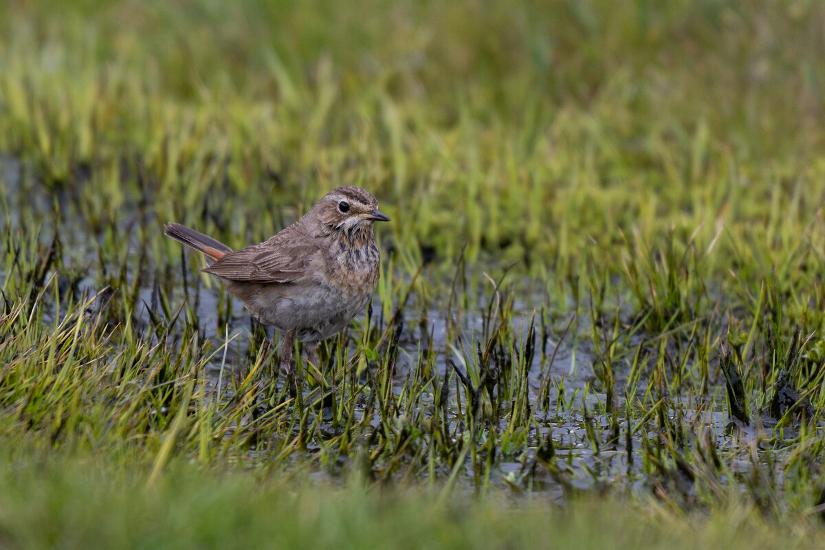 DPPhotography - Extremadura - Bluethroat - W.jpg - Bluethroat - Plataforma de Gredos, Castilla y León