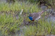 DPPhotography - Extremadura - Bluethroat - AH