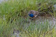 DPPhotography - Extremadura - Bluethroat - D