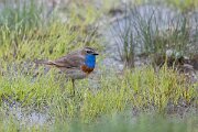 DPPhotography - Extremadura - Bluethroat - F