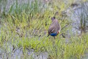 DPPhotography - Extremadura - Bluethroat - H