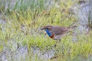 DPPhotography - Extremadura - Bluethroat - I