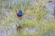 DPPhotography - Extremadura - Bluethroat - J