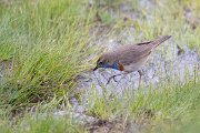 DPPhotography - Extremadura - Bluethroat - N