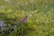 DPPhotography - Extremadura - Bluethroat - Q