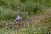 DPPhotography - Extremadura - Bluethroat - S