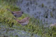 DPPhotography - Extremadura - Bluethroat - X