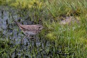 DPPhotography - Extremadura - Bluethroat - Y