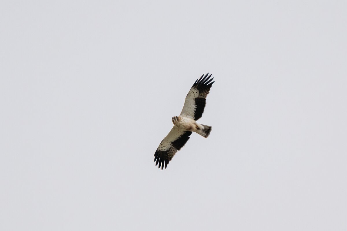 DPPhotography - Extremadura - Booted eagle - A.jpg - Booted eagle - La Covatilla, Sierra de Bejar, Castilla y León