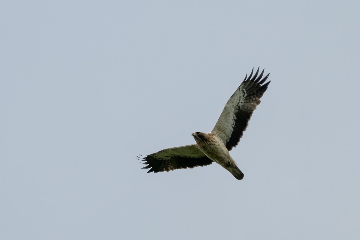 DPPhotography - Extremadura - Booted eagle - G.jpg - Booted eagle - Parador de Gredos, Castilla y León