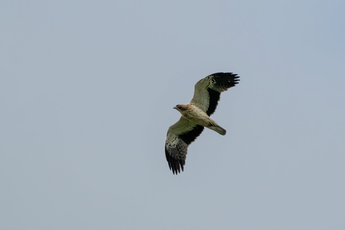 DPPhotography - Extremadura - Booted eagle - I.jpg - Booted eagle - Parador de Gredos, Castilla y León
