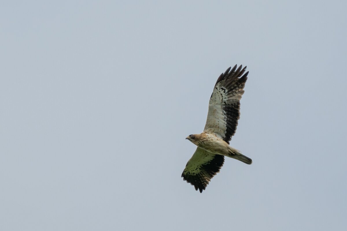 DPPhotography - Extremadura - Booted eagle - J.jpg - Booted eagle - Parador de Gredos, Castilla y León