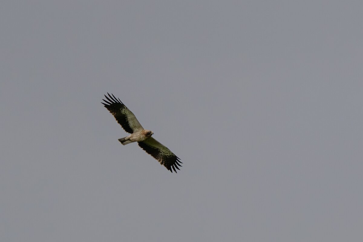 DPPhotography - Extremadura - Booted eagle - L.jpg - Booted eagle - Parador de Gredos, Castilla y León