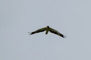 DPPhotography - Extremadura - Booted eagle - F