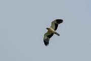 DPPhotography - Extremadura - Booted eagle - I