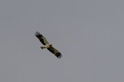 DPPhotography - Extremadura - Booted eagle - L