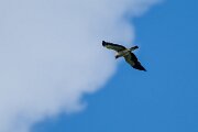 DPPhotography - Extremadura - Booted eagle - M