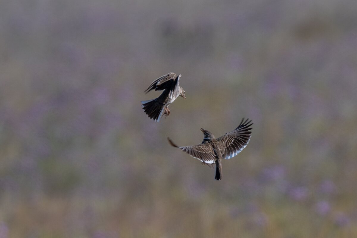 DPPhotography - Extremadura - Calandra lark - B.jpg - Calandra lark - Trujillo Plains, Extremadura
