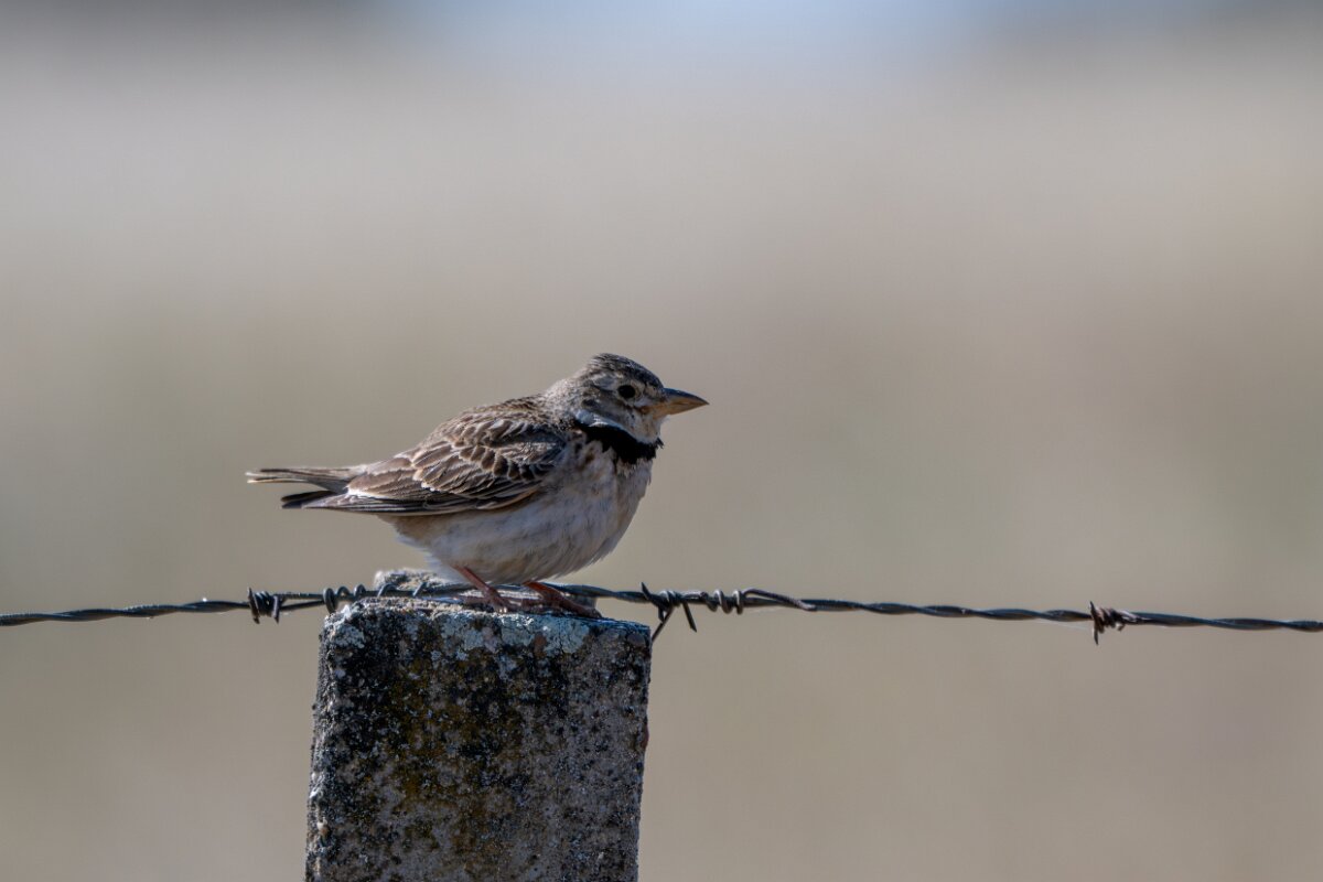 DPPhotography - Extremadura - Calandra lark - C.jpg - Calandra lark - Trujillo Plains, Extremadura