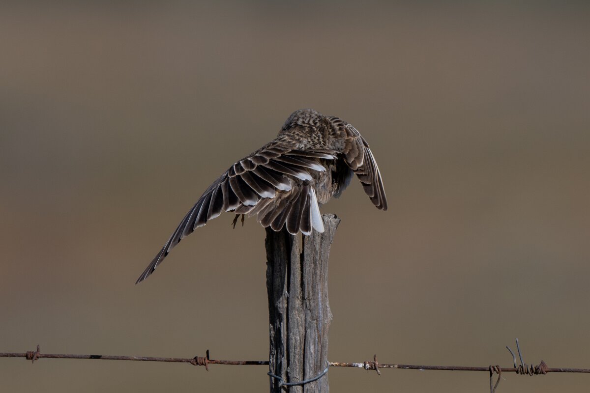 DPPhotography - Extremadura - Calandra lark - G.jpg - Calandra lark - Trujillo Plains, Extremadura