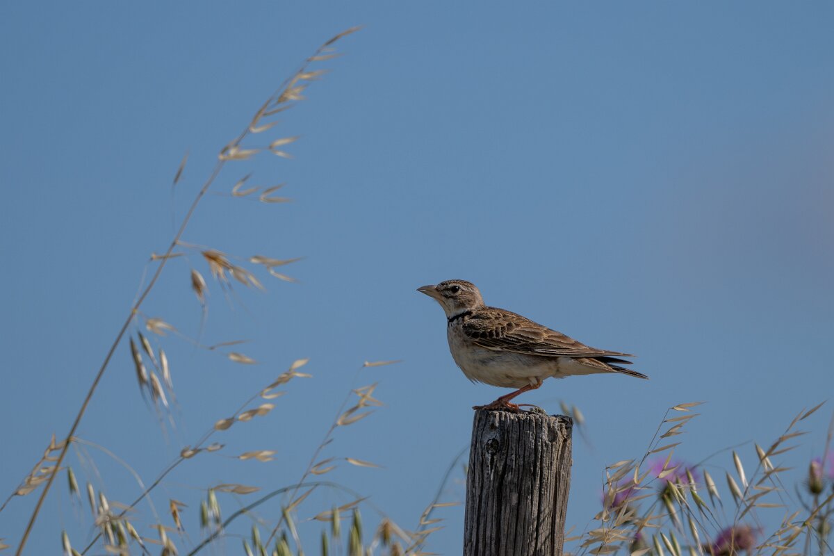 DPPhotography - Extremadura - Calandra lark - I.jpg - Calandra lark - Trujillo Plains, Extremadura