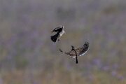 DPPhotography - Extremadura - Calandra lark - B