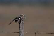 DPPhotography - Extremadura - Calandra lark - F