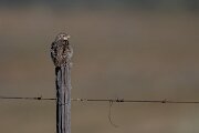 DPPhotography - Extremadura - Calandra lark - H