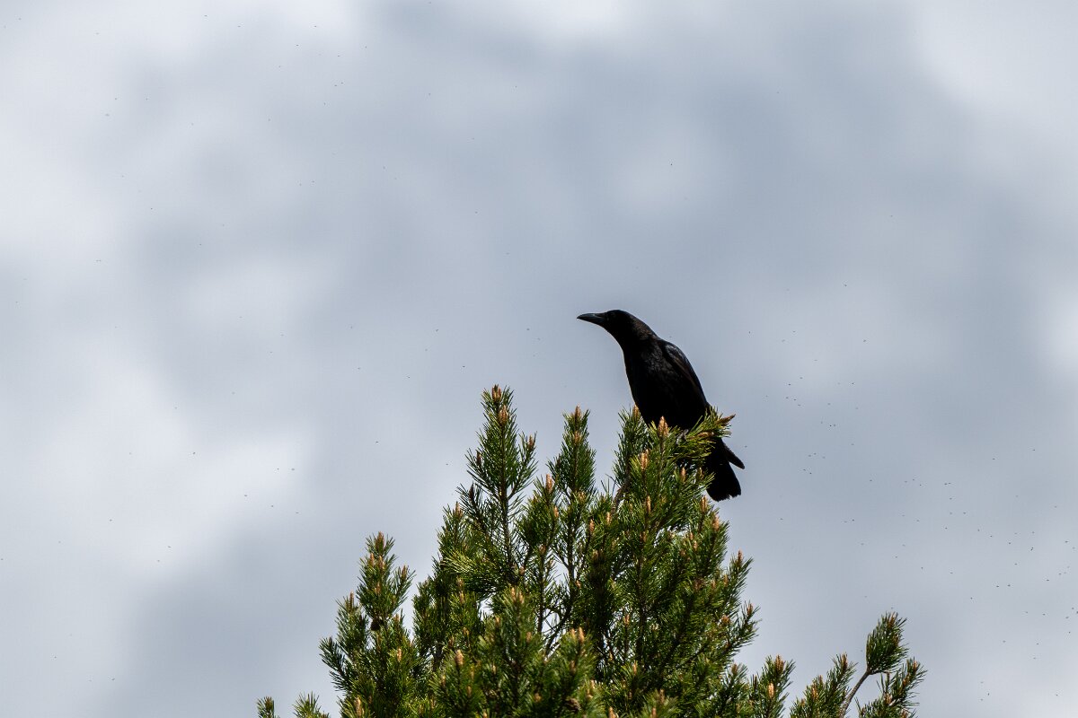 DPPhotography - Extremadura - Carrion crow - A.jpg - Carrion crow - Rio Tormes, Castilla y León