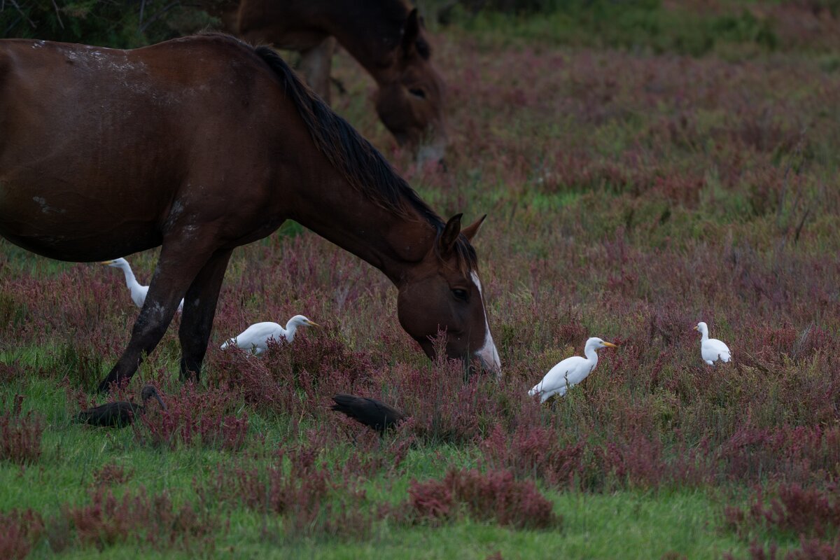 DPPhotography - Andalucia - Cattle egret - A.jpg - Cattle egret - Doñana National Park