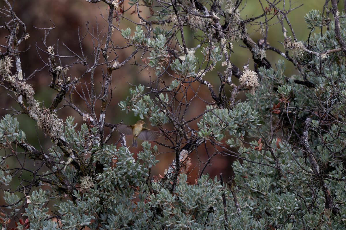 DPPhotography - Andalucia - Common chiffchaff - B.jpg - Common chiffchaff - Sierra de Andújar