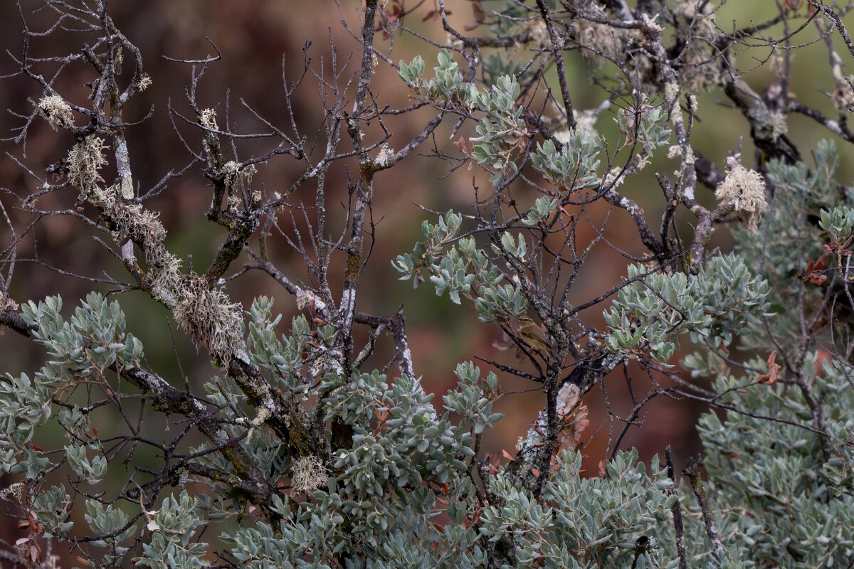 DPPhotography - Andalucia - Common chiffchaff - C.jpg - Common chiffchaff - Sierra de Andújar