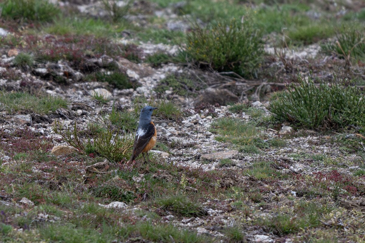 DPPhotography - Extremadura - Common rock thrush - A.jpg - Common rock thrush - La Covatilla, Sierra de Bejar, Castilla y León