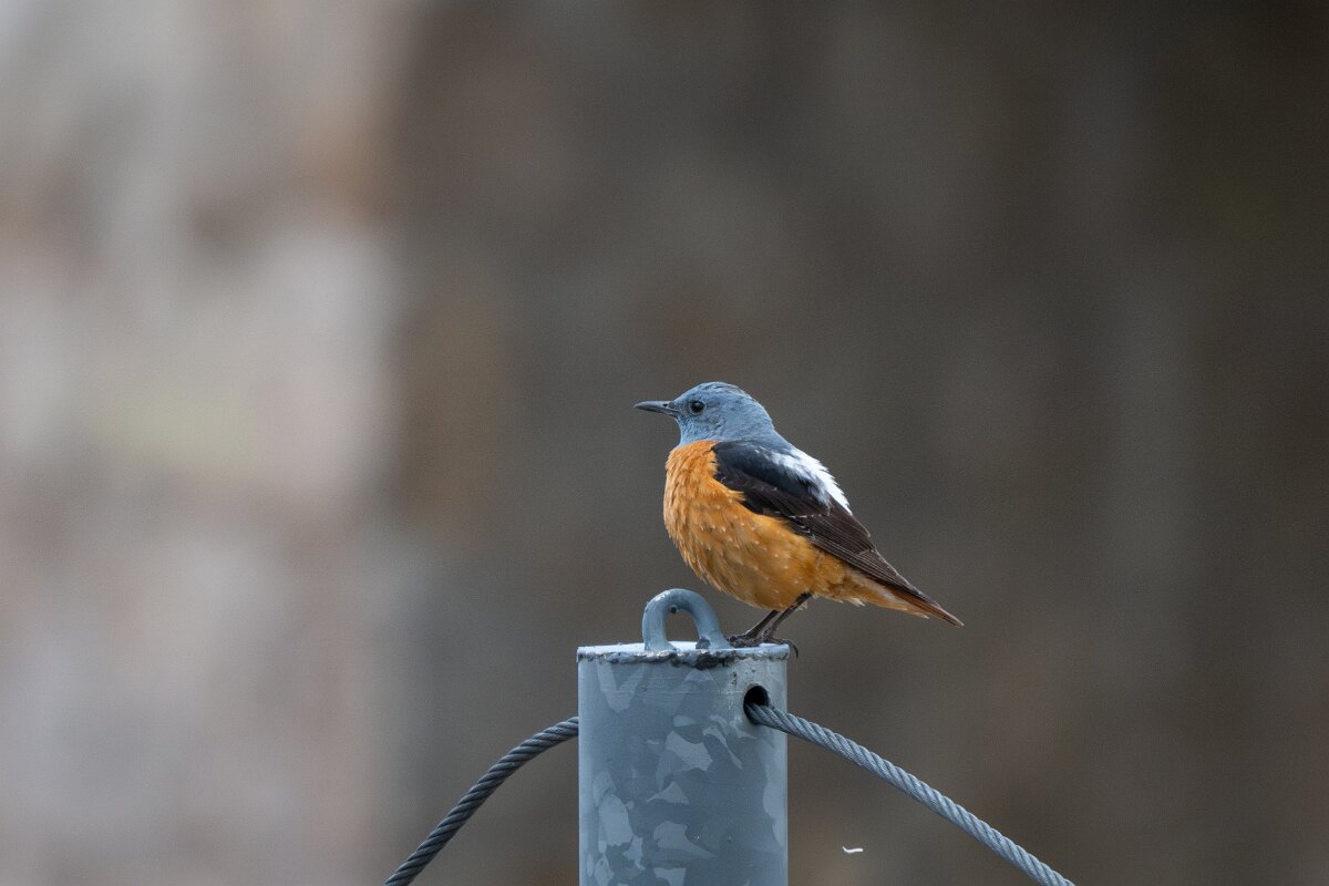 DPPhotography - Extremadura - Common rock thrush - E.jpg - Common rock thrush - La Covatilla, Sierra de Bejar, Castilla y León