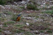 DPPhotography - Extremadura - Common rock thrush - B