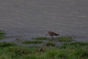 DPPhotography - Andalucia - Common snipe - A