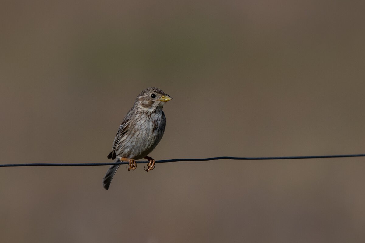 DPPhotography - Extremadura - Corn bunting - A.jpg - Corn bunting - Trujillo Plains, Extremadura